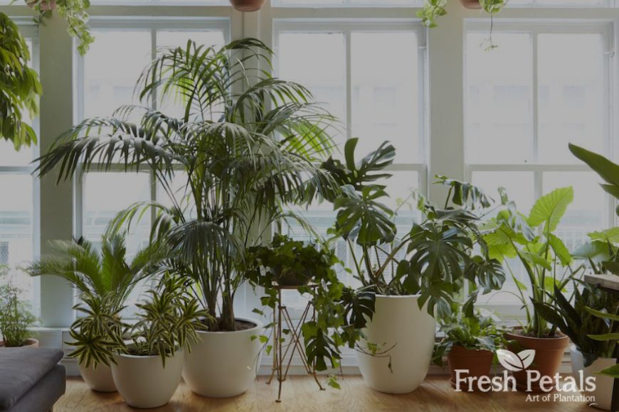 7 Plants That Can Actually Purify Your Indoor Air