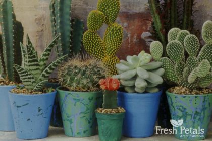 Cacti and Succulent care tips