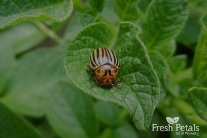 Natural Pest control to your indoor Plants