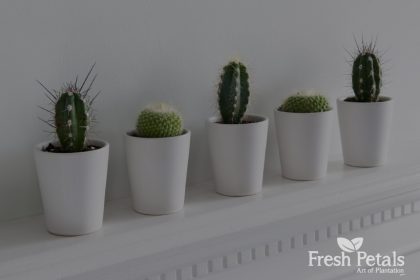 Where you should place your cactus to get good Feng Shui?