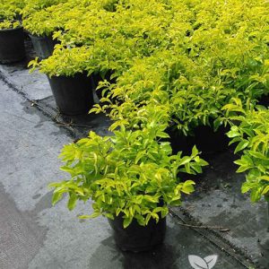 Golden Duranta