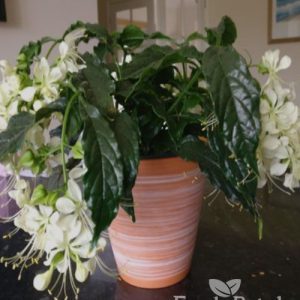 Clerodendrum