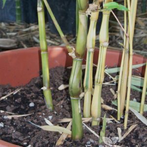 Buddha belly bamboo variegated