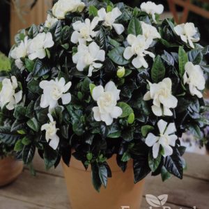 Gardenia Jasminoides