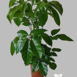 Schefflera