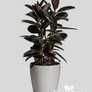 Ficus Black