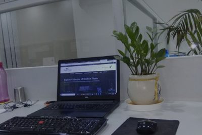 Plant on Desk