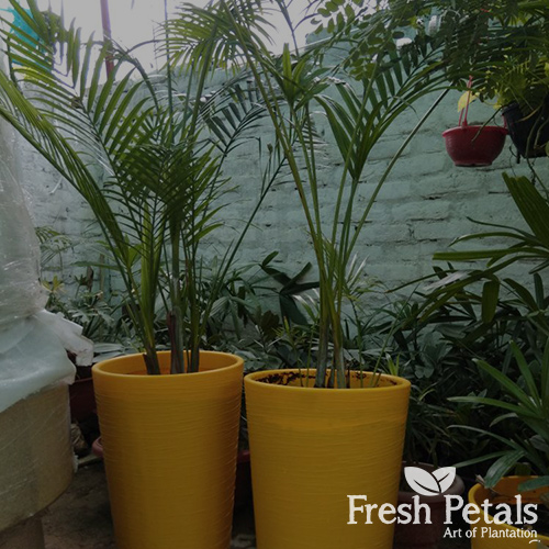 Planters with Long Plants