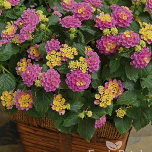 Lantana