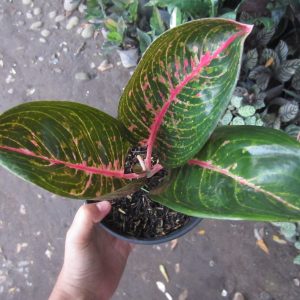 Aglaonema