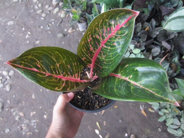 Aglaonema