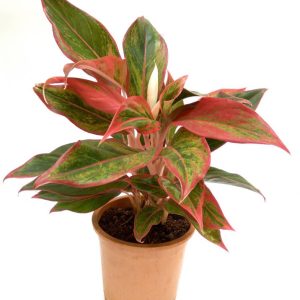 Aglaonema Lipstick