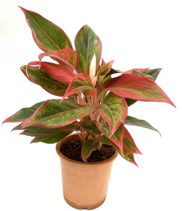 Aglaonema Lipstick