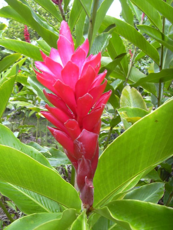 Alpinia