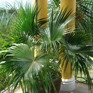 China Palm Small