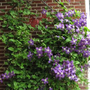 Clematis Creeper