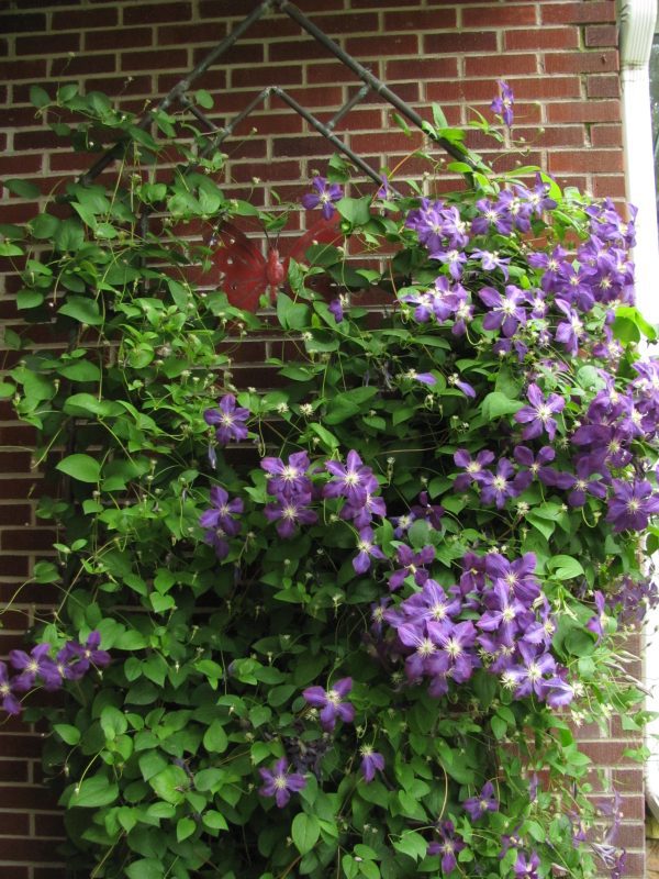 Clematis Creeper