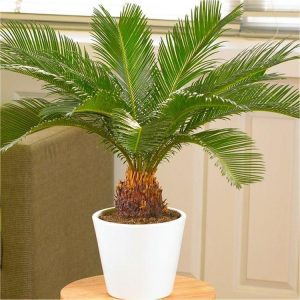 Cycas