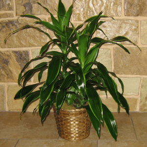 Dracaena Green