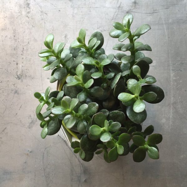 Crassula succulent