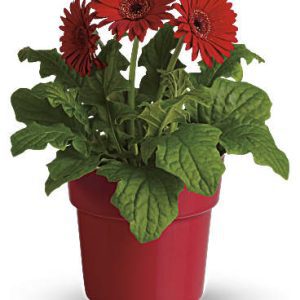 Jarbera Gerbera