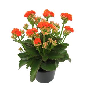 Kalanchoe