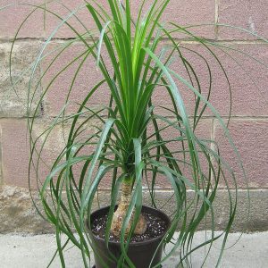 Lolina Palm Big