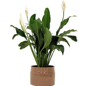 Peace Lily