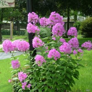 Phlox Plant