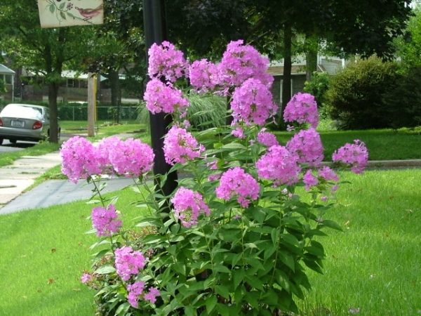 Phlox Plant