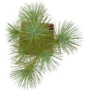 Pine Plant