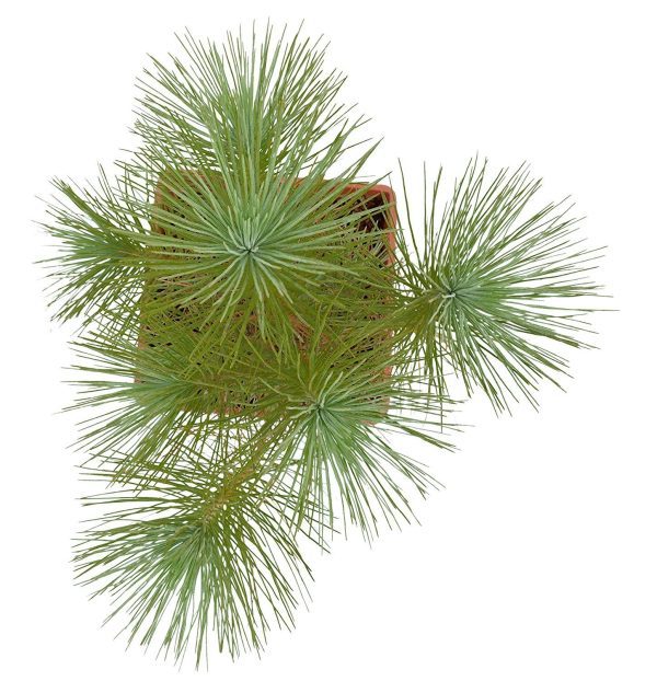 Pine Plant