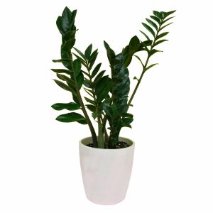 Zamia