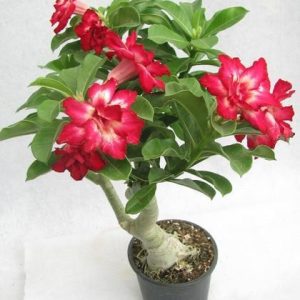 adenium plant