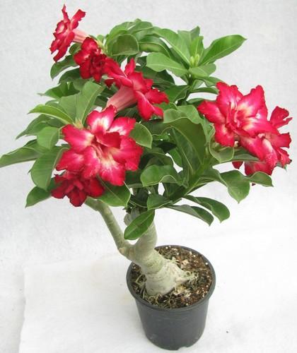 adenium plant