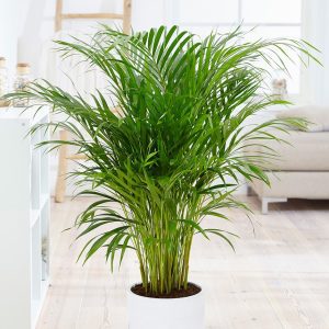 Areca Palm