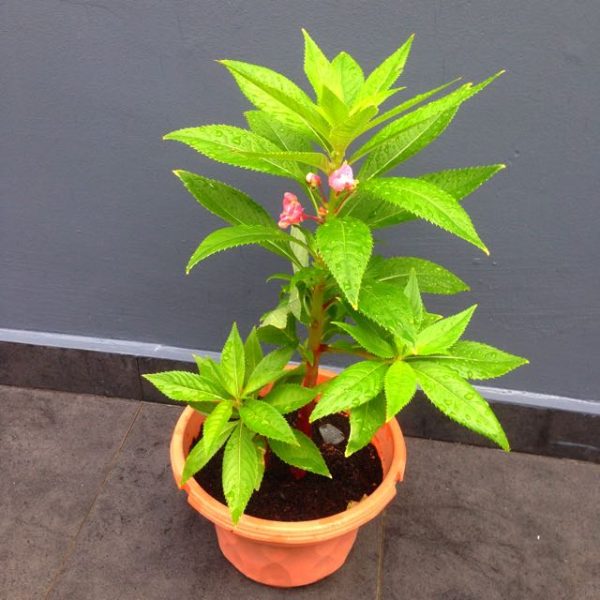 balsam plant