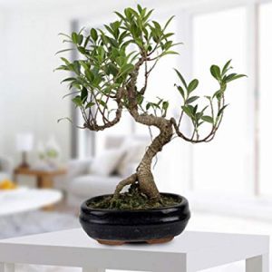 ficus iceland