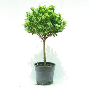 ficus panda