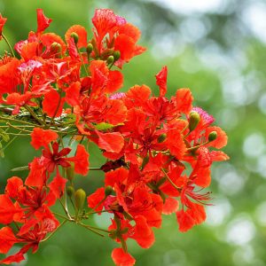 gulmohar