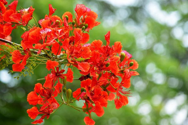 gulmohar