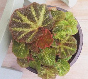 Begonia Umbrella