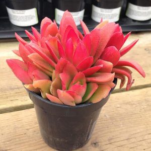 Campfire succulent