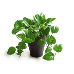 money plant