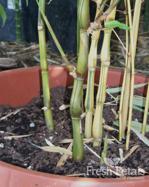 Buddha belly bamboo variegated