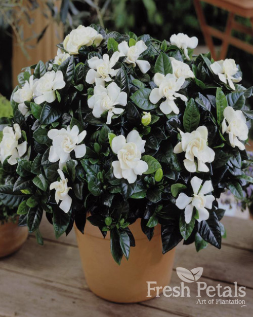 Gardenia Jasminoides