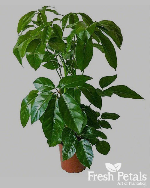 Schefflera