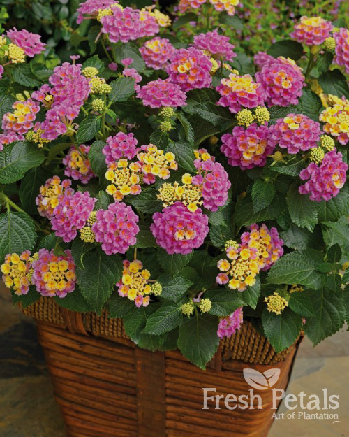 Lantana