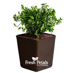 Brown Square Planter