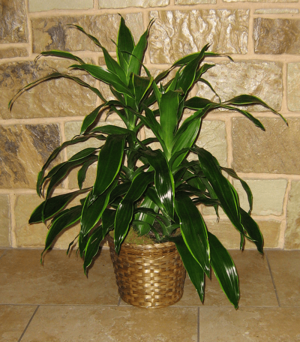 Dracaena Green